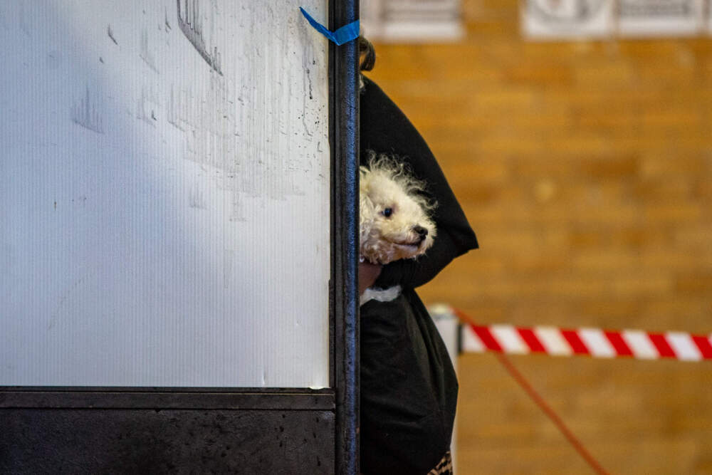 Hombre peeks out from the side of a voting booth while Lola Fernandez votes at the Higginson-Lewis School in Roxbury on Election Day. (Jesse Costa/WBUR)