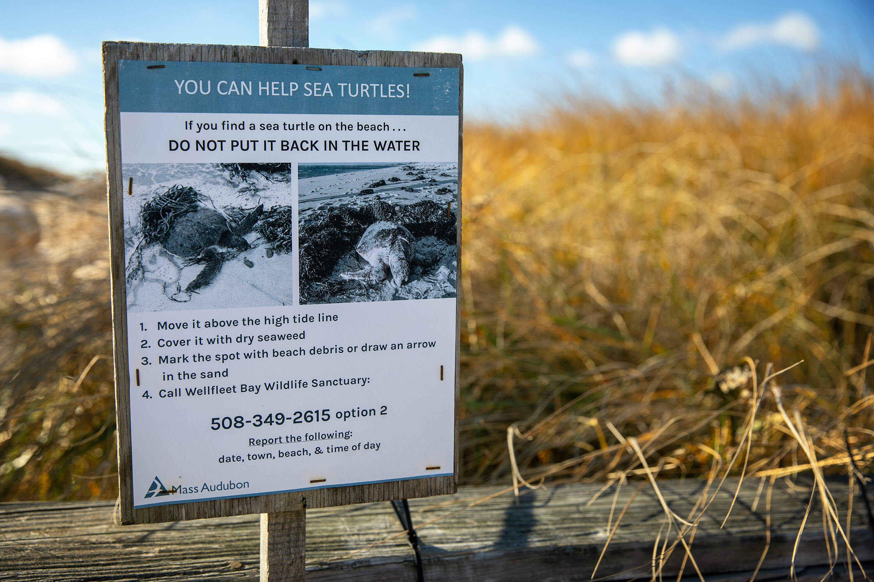 A sign at a beach on Wellfleet Bay tells visitors what to do if they find a turtle in the beach.