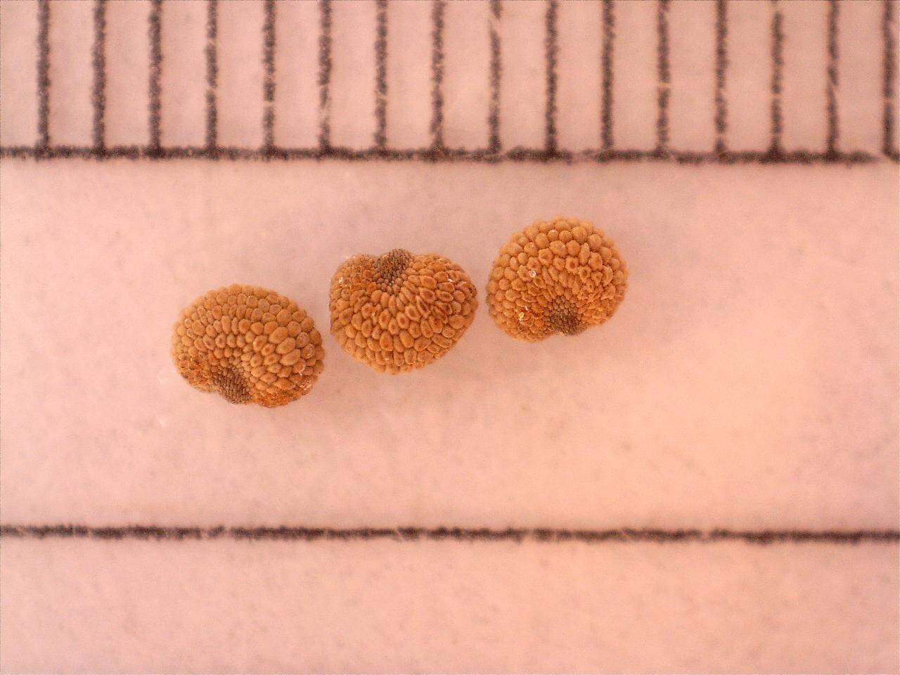 Banked seed from the rare plant Silene caroliniana, commonly known as wild pink. Photo by Kate Wellspring, Native Plant Trust