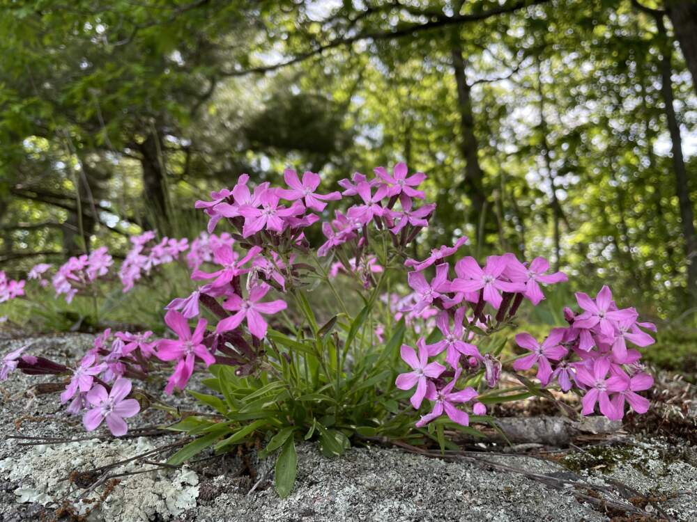 The rare plant Silene caroliniana, commonly known as wild pink flowering in the wild. Photo by Kate Wellspring, Native Plant Trust
