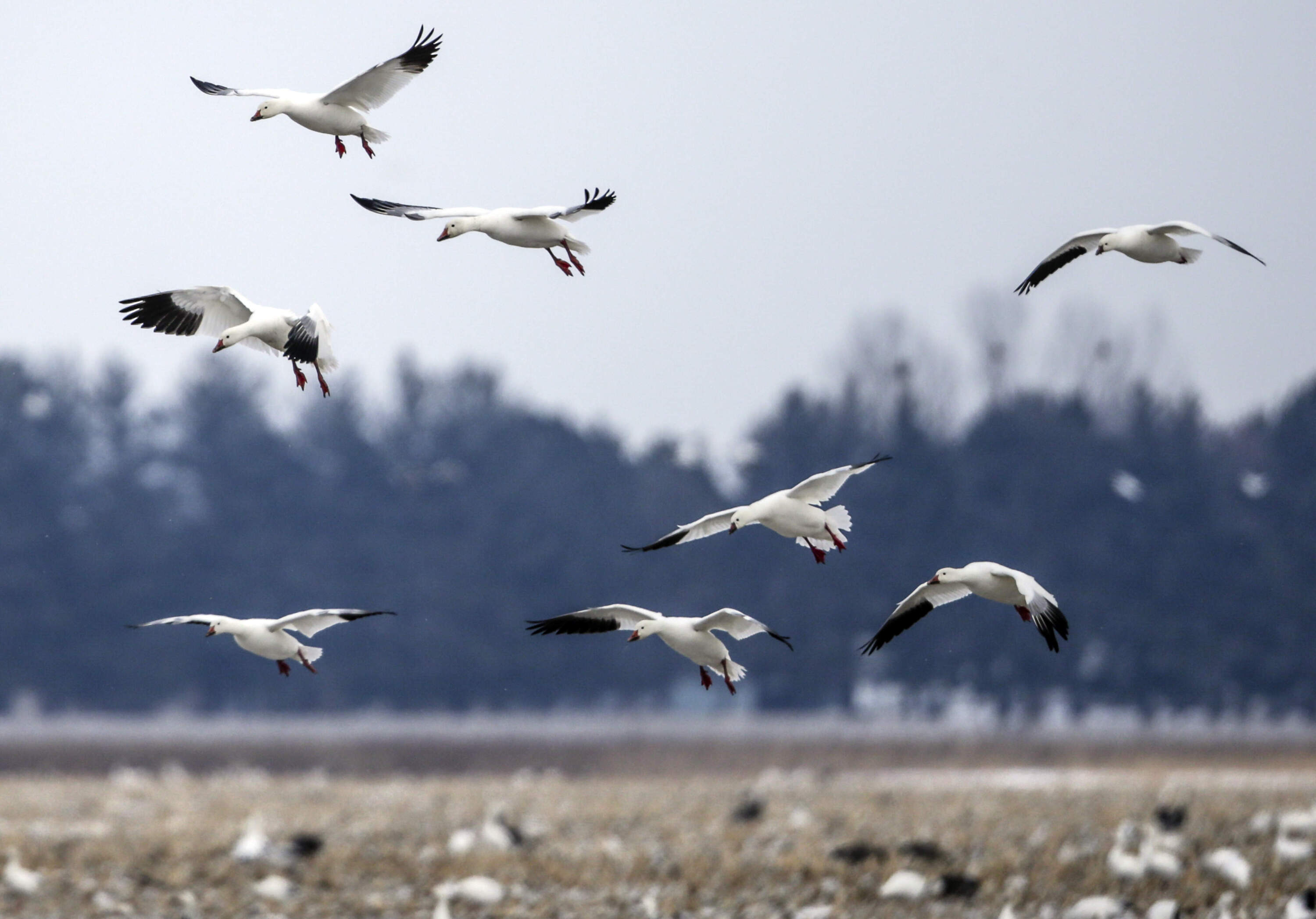 Migrating snow geese come in for a landing in a field near Onawa, Iowa. (Nati Harnik/AP)