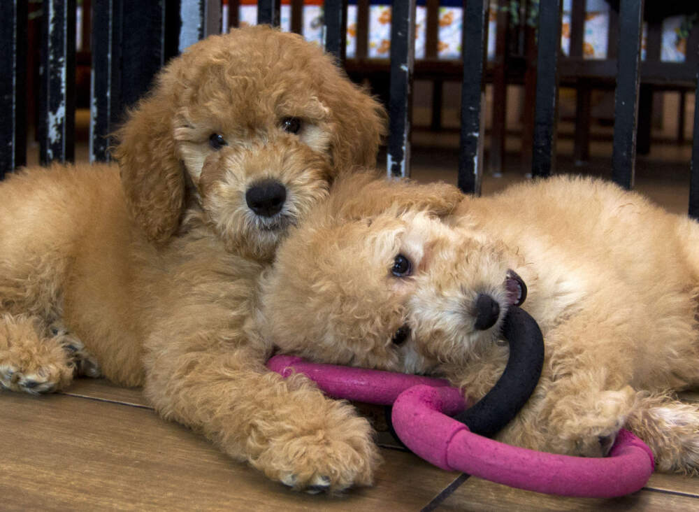 Puppies play in a cage at a pet store. (Jose Luis Magana/AP)