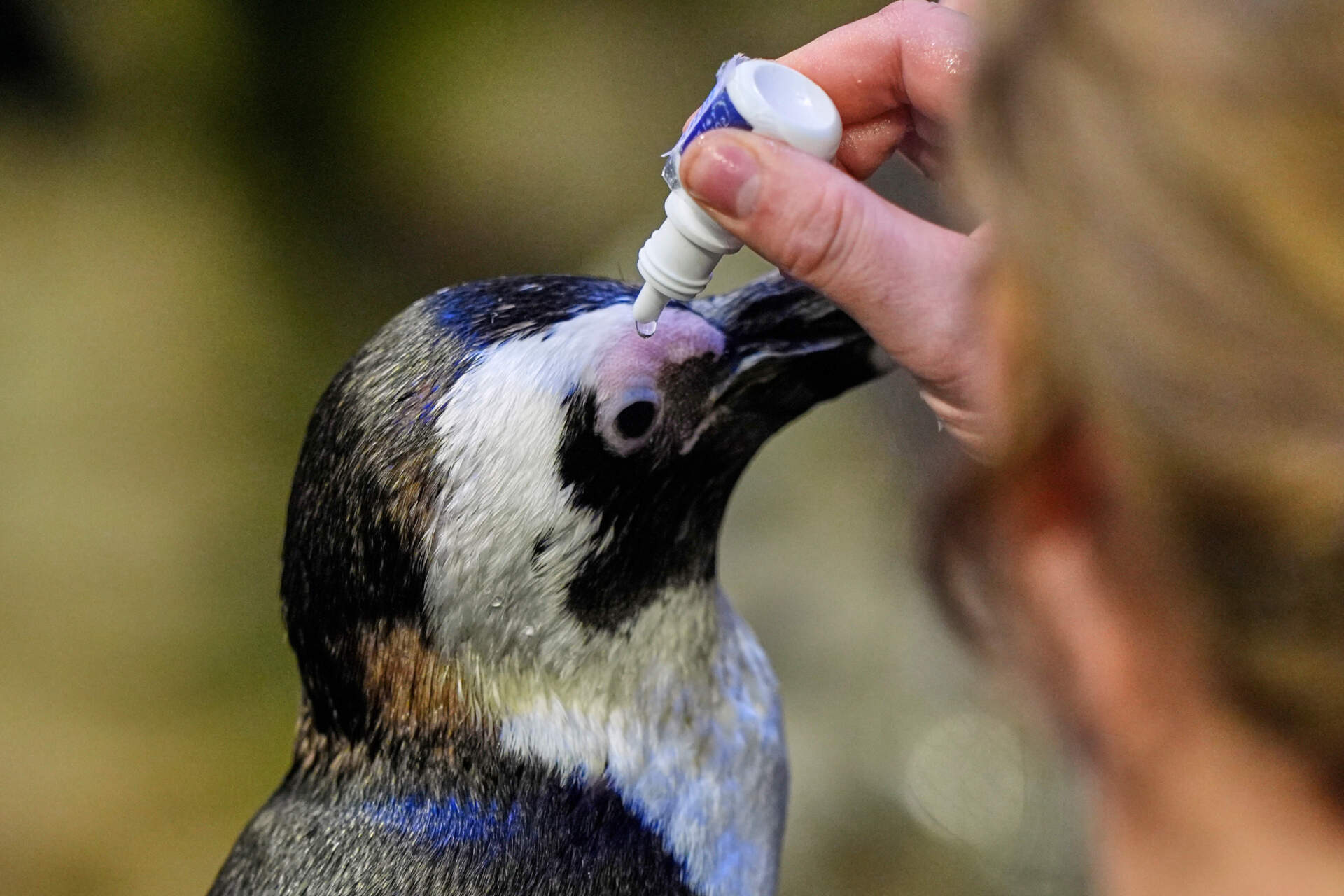 Lambert, a 33-year-old one-eyed African penguin, receives eye drop medication at the New England Aquarium on Oct. 29. (Robert F. Bukaty/AP)