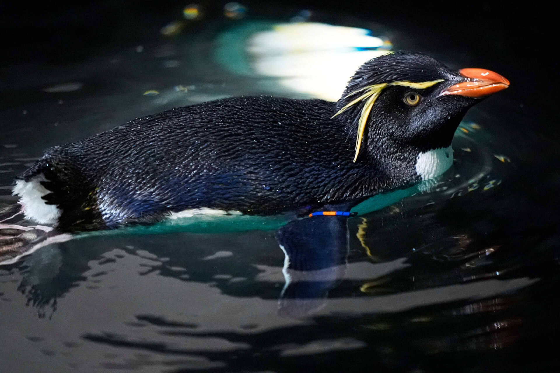 A southern rockhopper penguin swims at the New England Aquarium. (Robert F. Bukaty/AP)