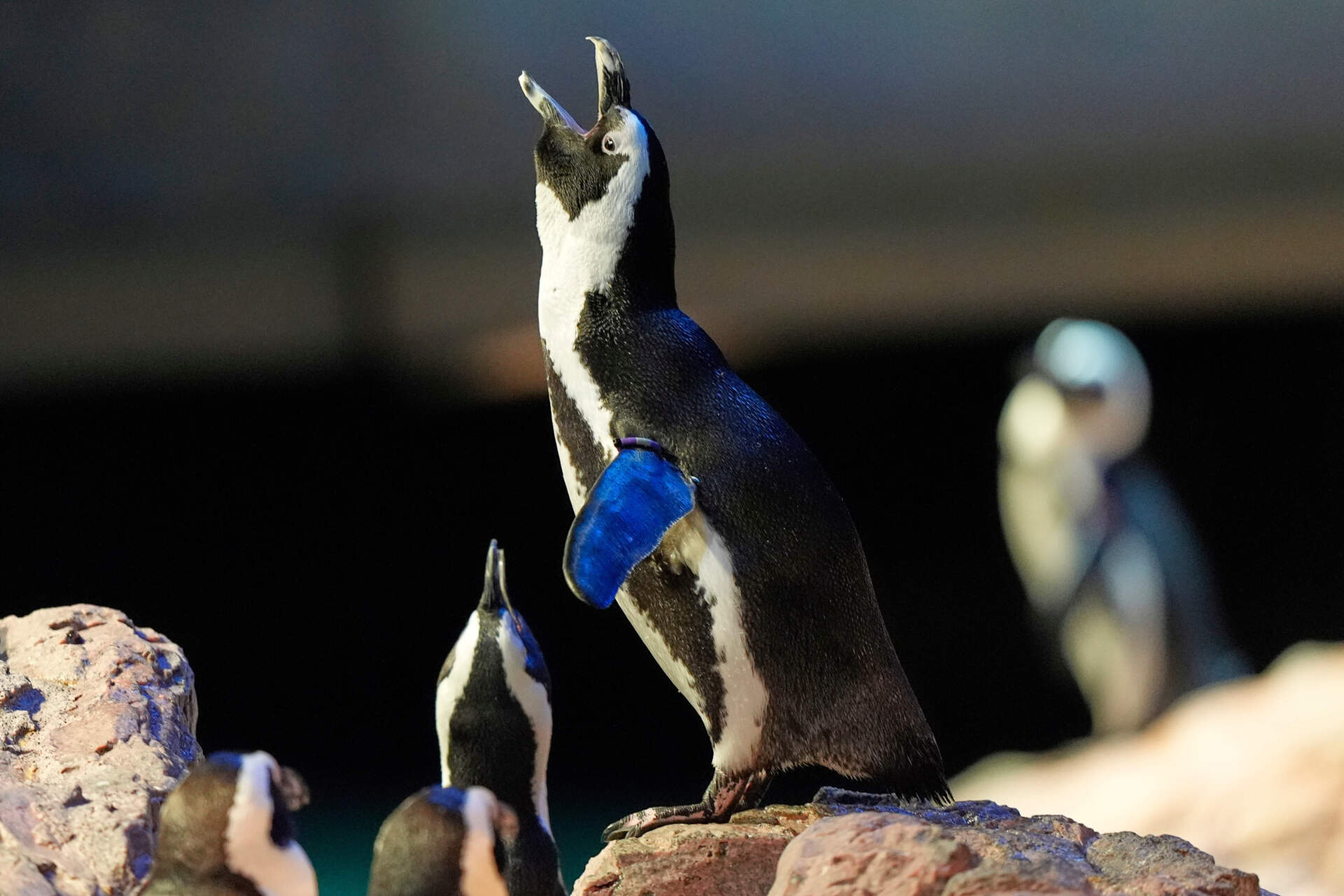 An African penguin calls out at the New England Aquarium. (Robert F. Bukaty/AP)