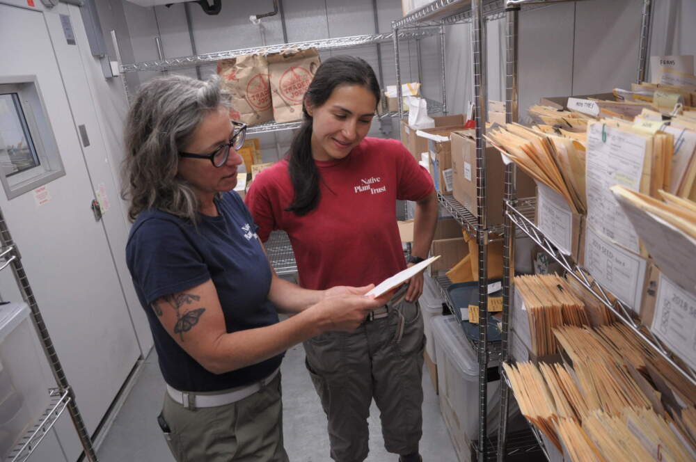 Native Plant Trust staff members Alexis Doshas and Miho Connolly in the rare seed room at Nasami Farm nursery in Whatley, Massachusetts. Courtesy Native Plant Trust