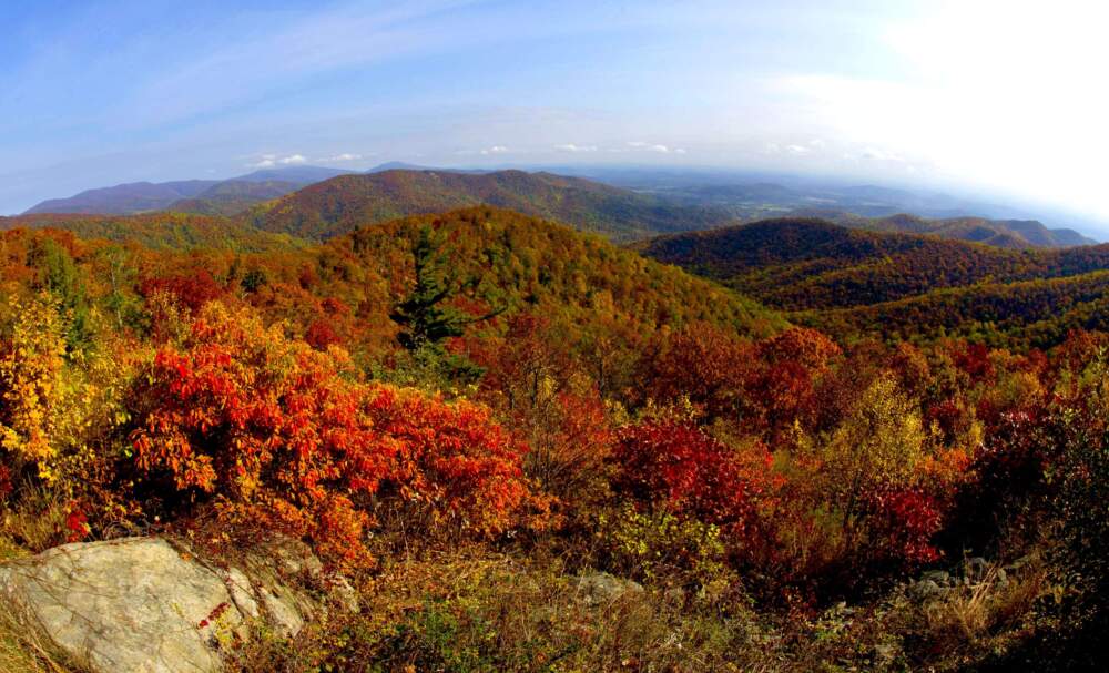 A view of the fall colors October 24, 2015 along Skyline drive in Shenandoah National Park in Virginia. (Karen Bleier/AFP via Getty Images)