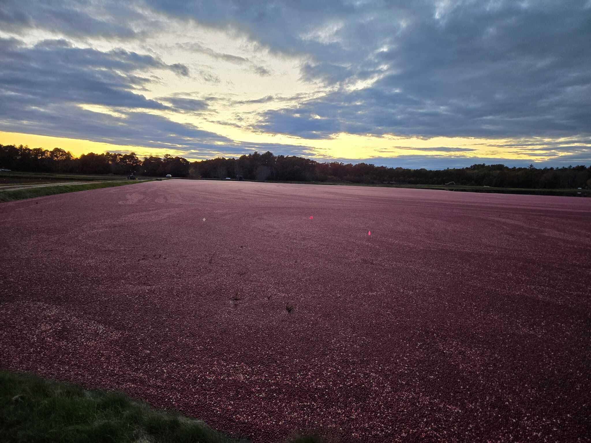 Steve Ward's cranberry bog on the last day of harvest in 2025. (Courtesy Steve Ward)
