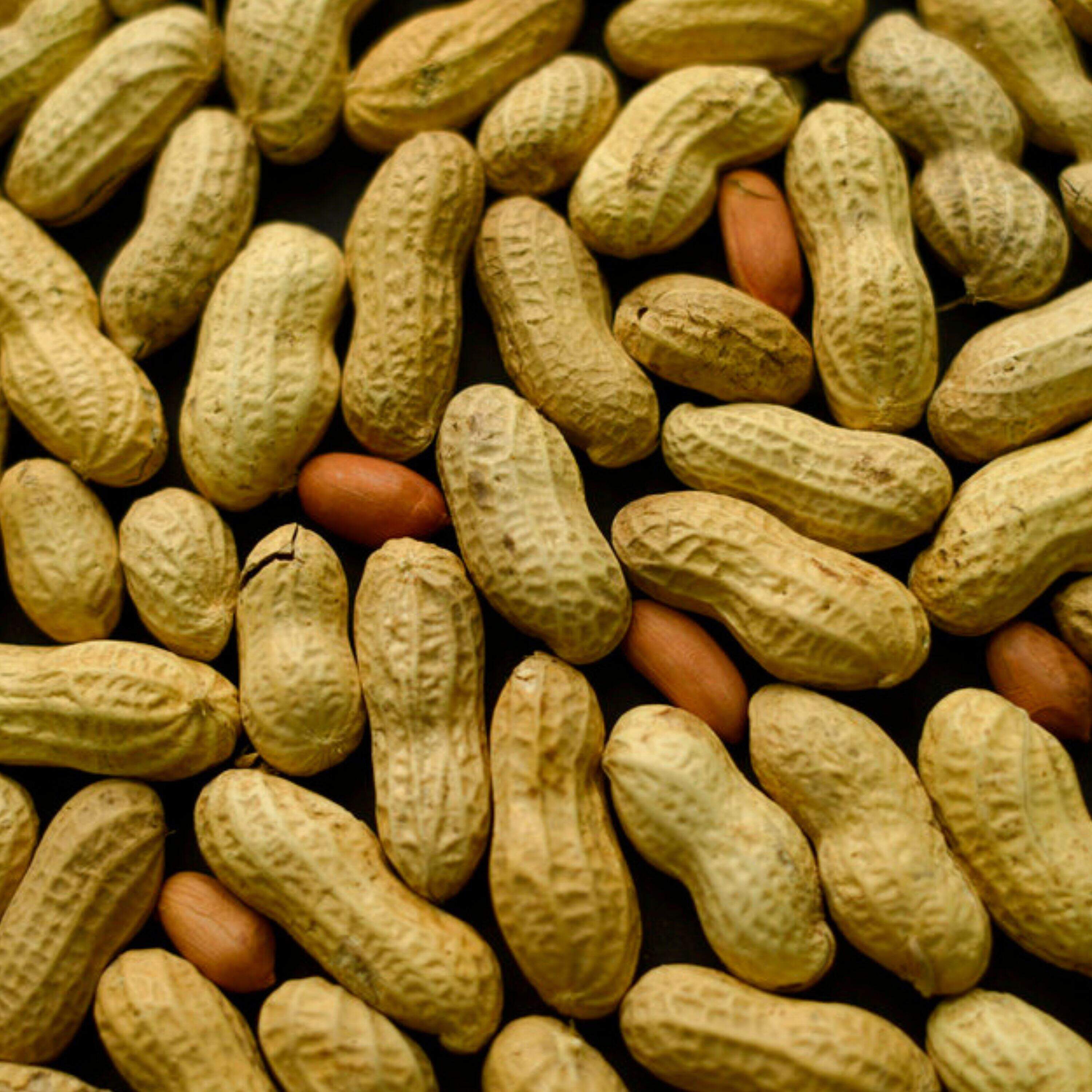  Lessons from America’s peanut allergy flip-flop 