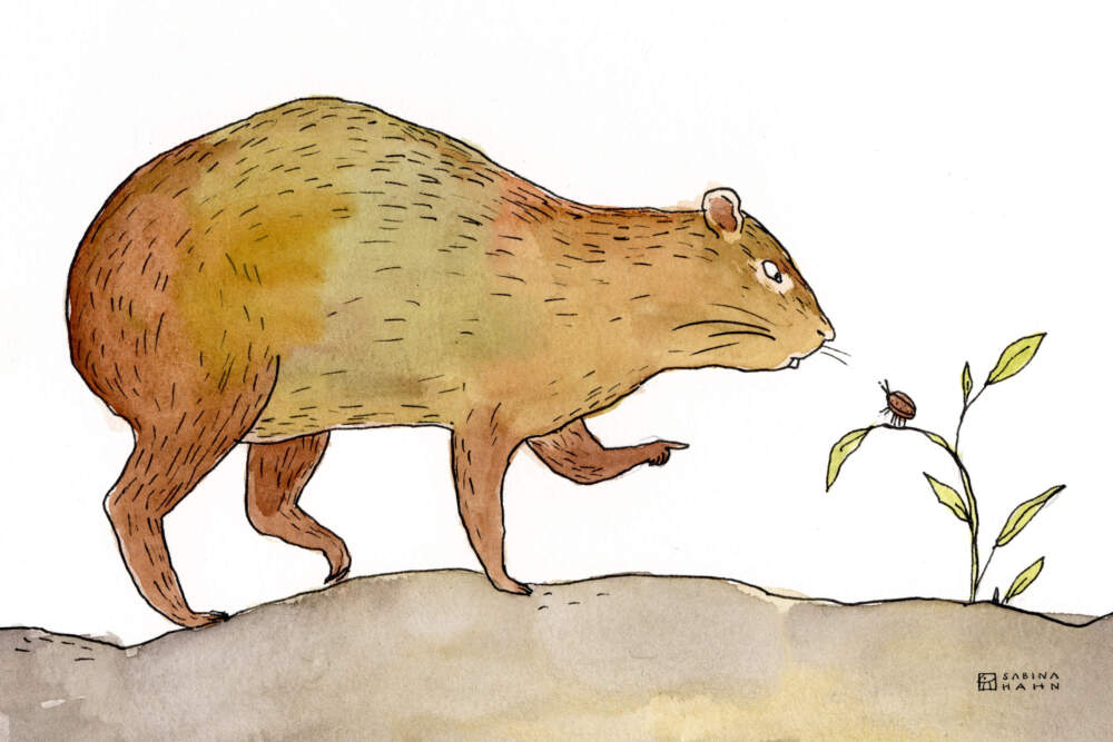 An agouti rodent and beetle. (Sabina Hahn for WBUR)