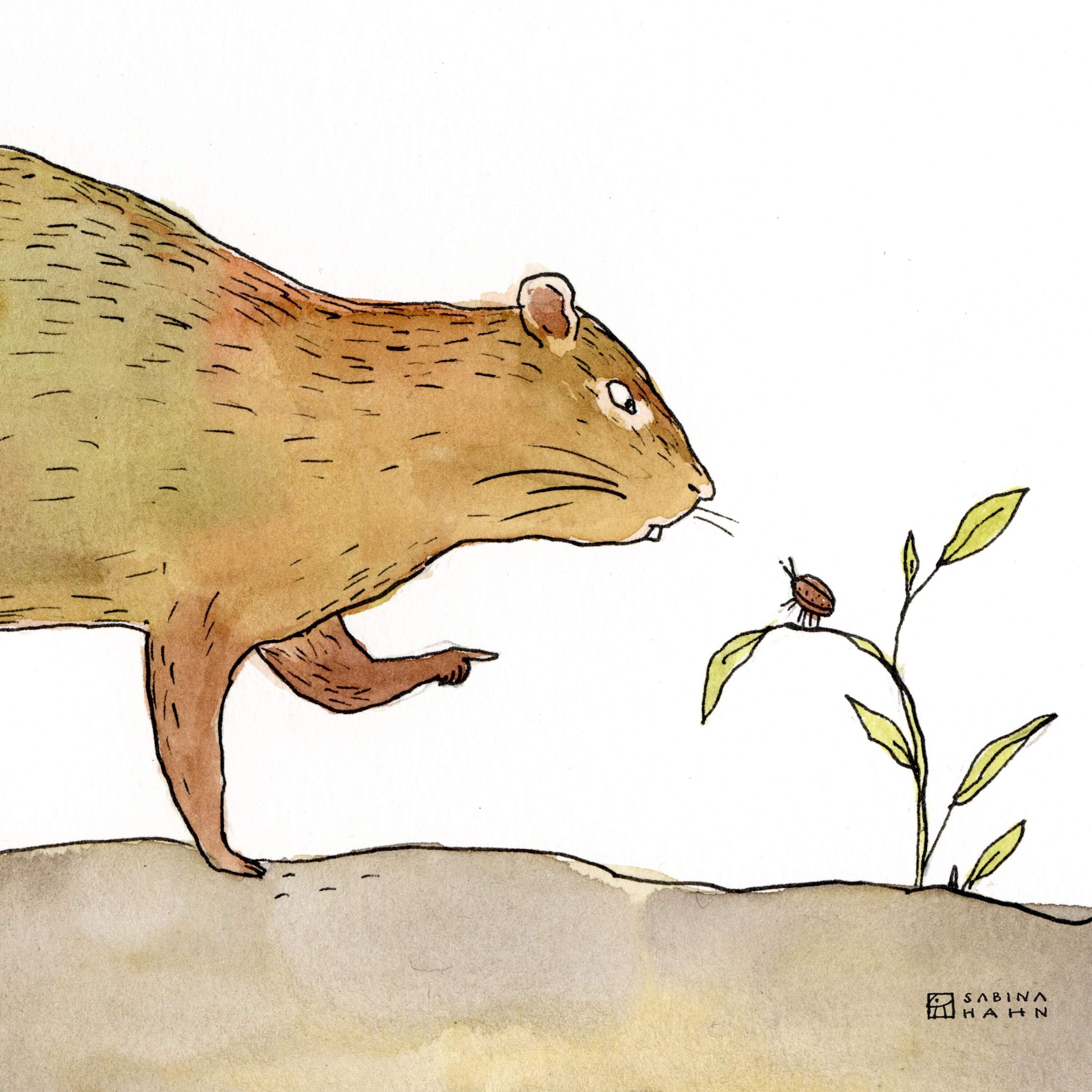 The Underestimated Beetle | Ep. 307