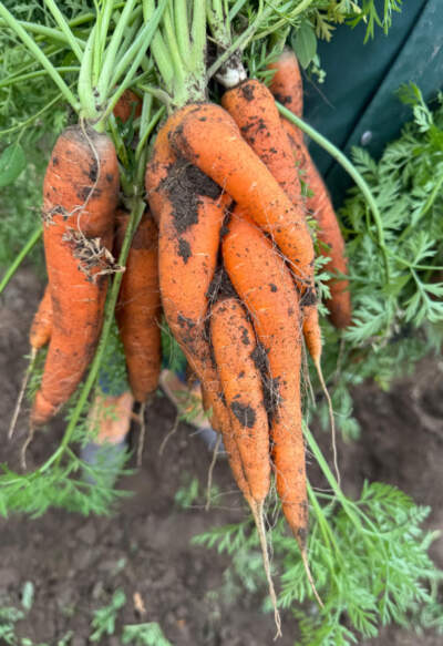 The author holds her favorite carrot from Siena Farm's annual carrot pull on Nov. 9, 2025. (Courtesy Cloe Axelson) 