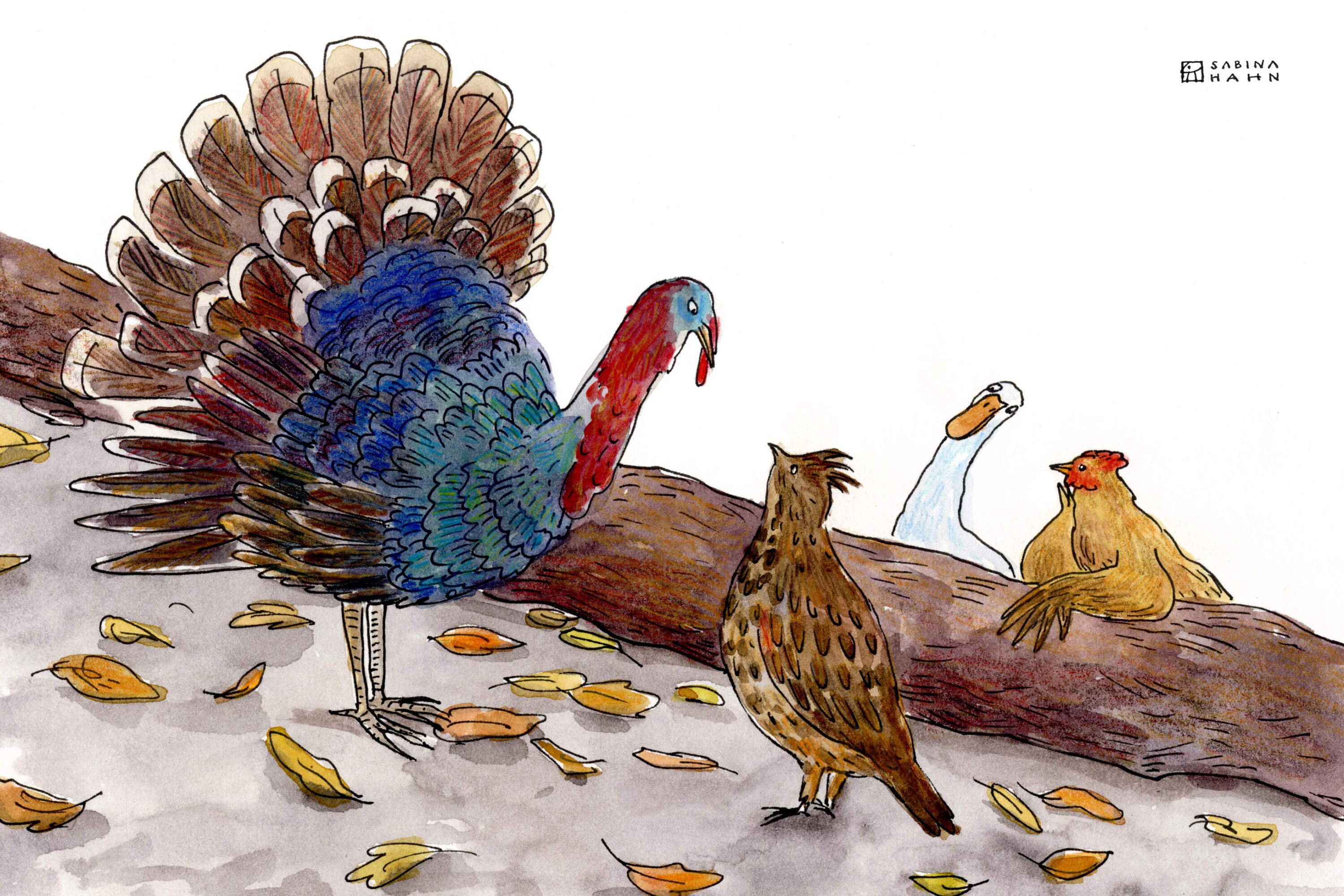 A turkey and other birds. (Sabina Hahn for WBUR)