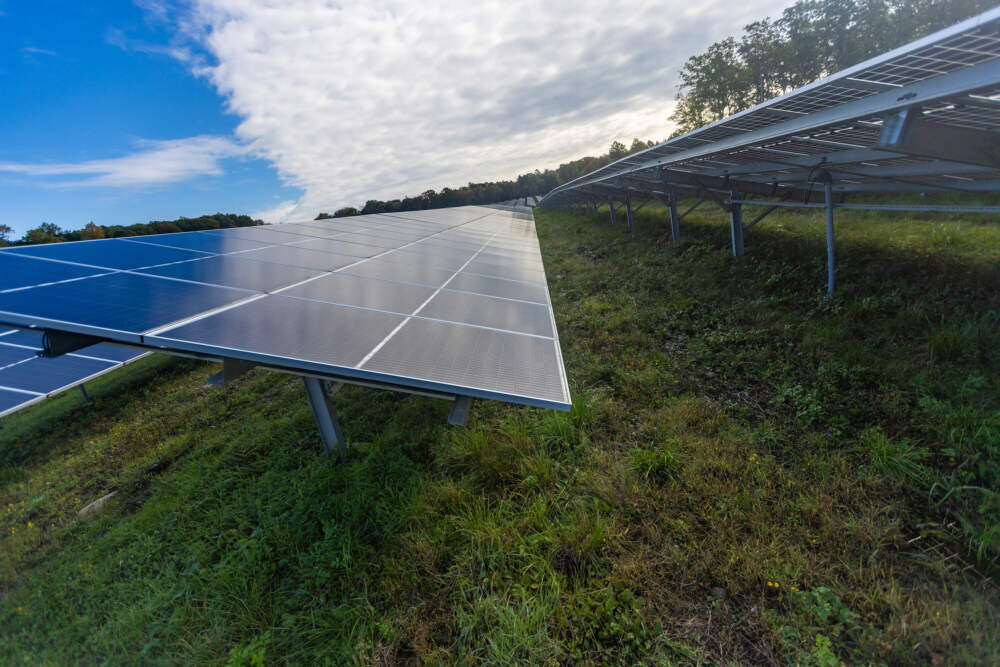Wallum Lake Solar Farm in Douglas. (Jesse Costa/WBUR)