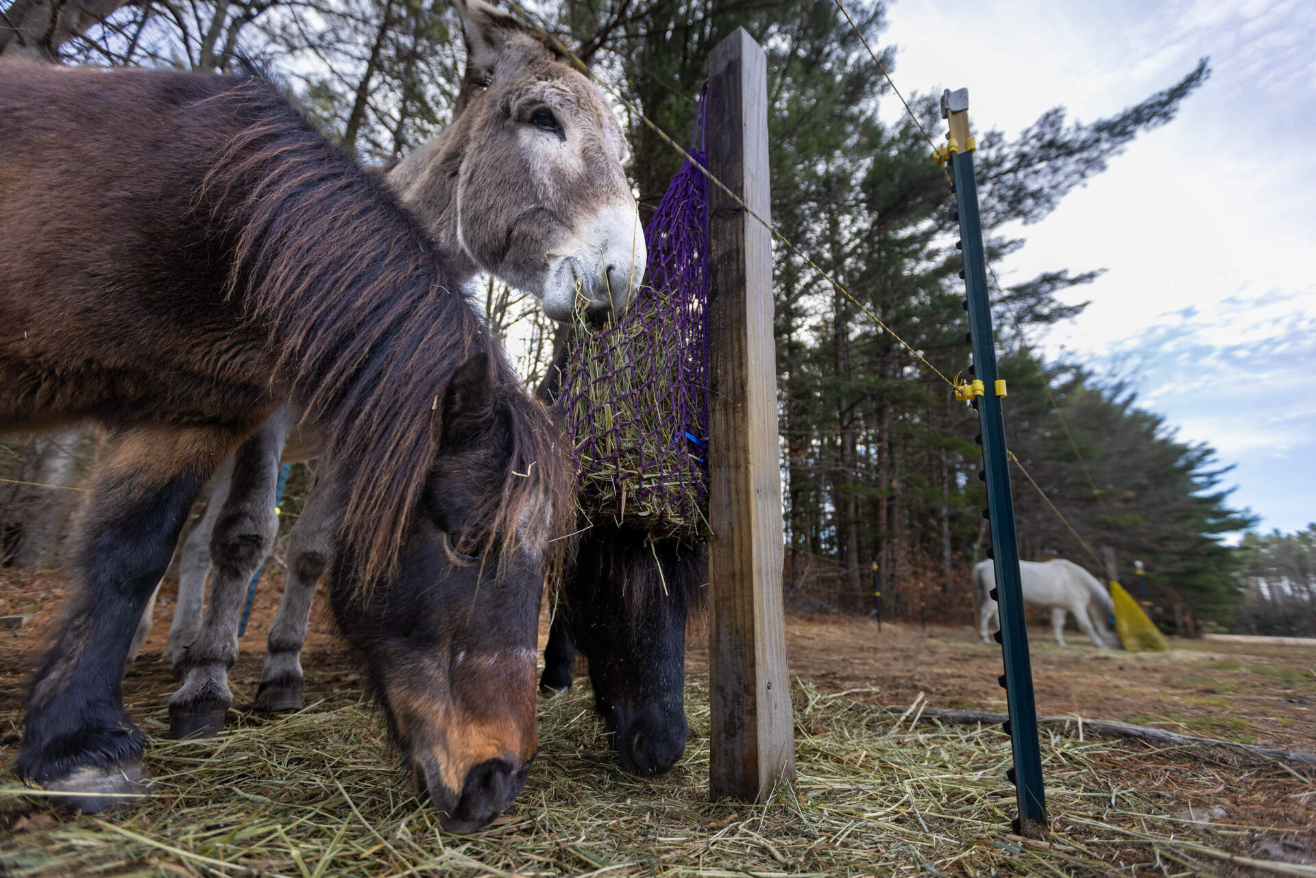 Newfoundland ponies eat hay in the paddocks at the Carl E Dahl House farm. (Jesse Costa/WBUR)