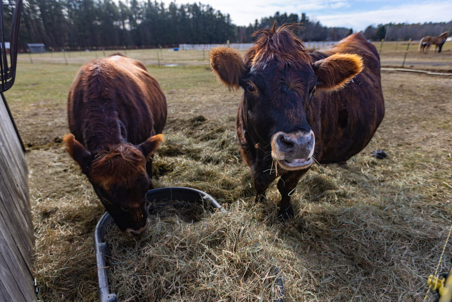 Milkshake and Waffle eat hay in the paddocks at the Carl E. Dahl House farm. (Jesse Costa/WBUR)