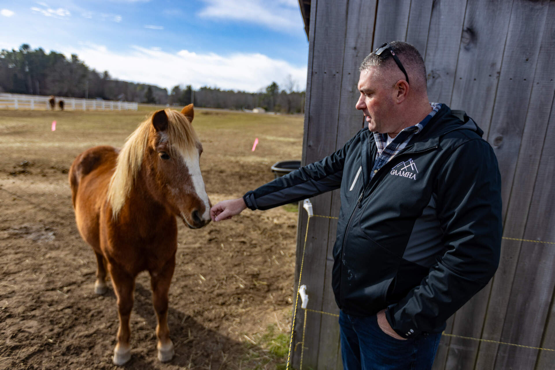 Gardner Athol Area Mental Health Association President and CEO Shawn Hayden pets one of the Newfoundland ponies on the farm. (Jesse Costa/WBUR)