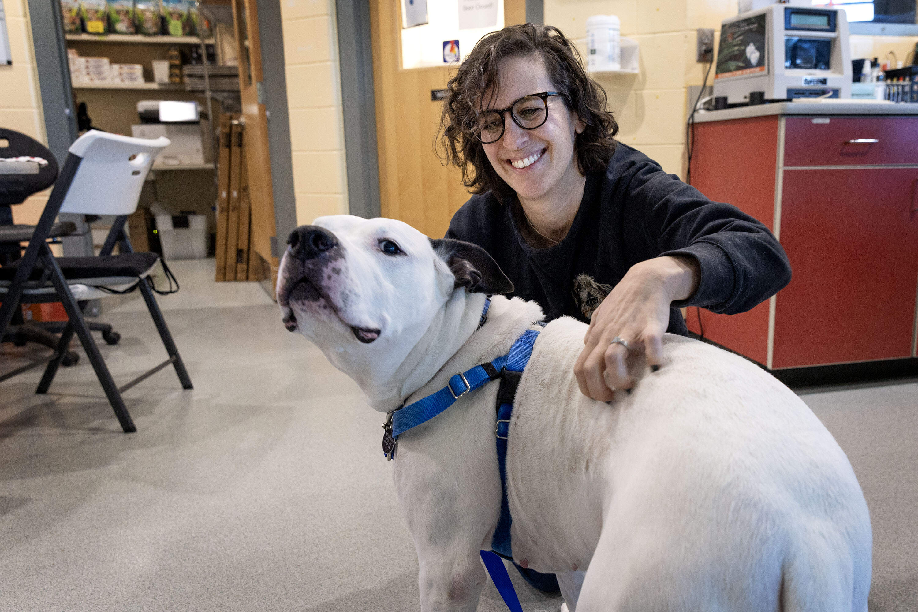 Alyssa Krieger, director of community outreach at the MSPCA adoption center in Jamaica Plain, takes a break with Kingston, a pit bull mix. (Robin Lubbock/WBUR)