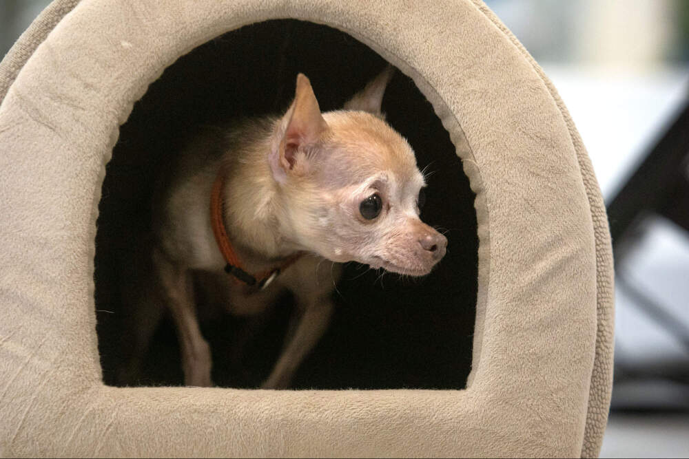 A chihuahua named Bella looks out of the entrance to her current address at the MSPCA adoption center. (Robin Lubbock/WBUR)