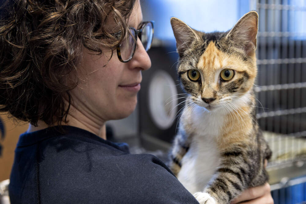 A tabby cat named Dulcibear looks around his room at the MSPCA adoption center. (Robin Lubbock/WBUR)