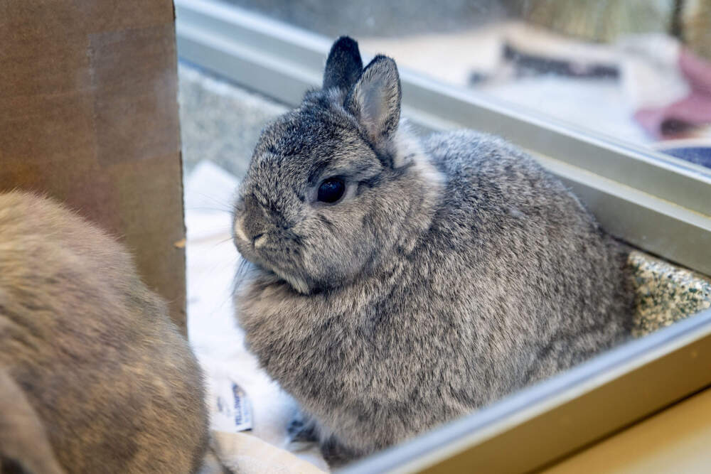 Daisy, a gray Netherland dwarf rabbit, waits for a new home at the MSPCA adoption center. (Robin Lubbock/WBUR)
