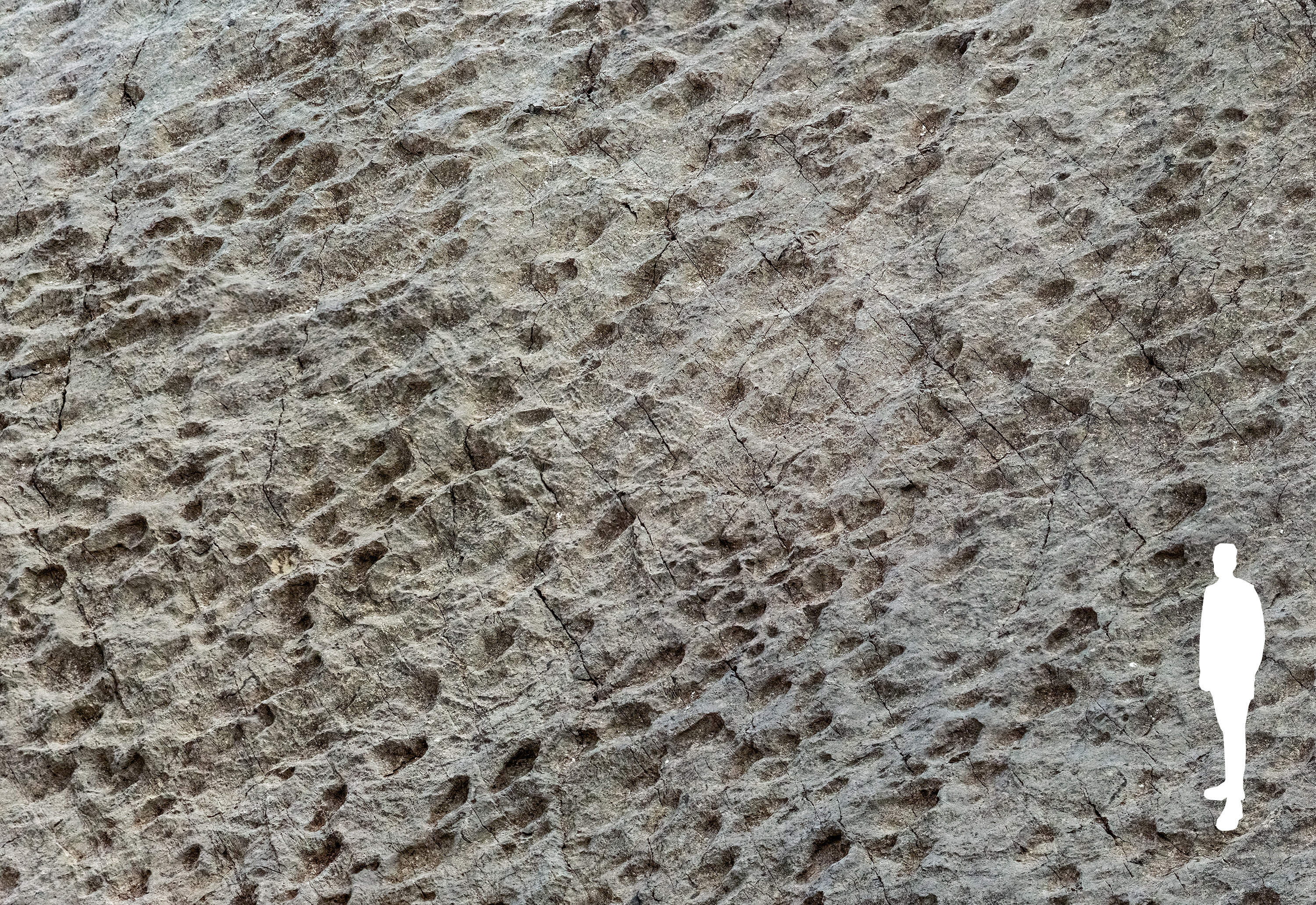 Detail of a "dinoturbated" surface, that is, heavily trampled by numerous dinosaurs. Many footprints show a preferential direction, shared by individuals who evidently proceeded side by side and/or in packs (from left to right in the photo). (Elio Della Ferrera/ PaleoStelvio Arch.)