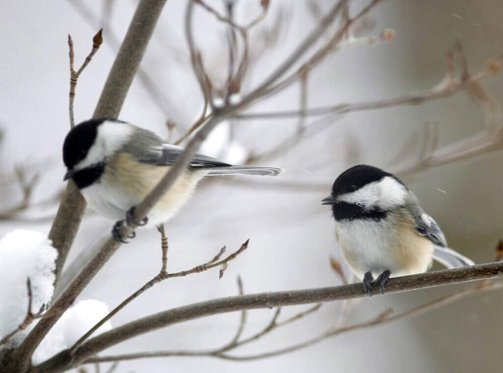 Two black-capped chickadees perch in a shrub in Olmsted Falls, Ohio, Jan. 8, 2010. (Mark Duncan/AP)