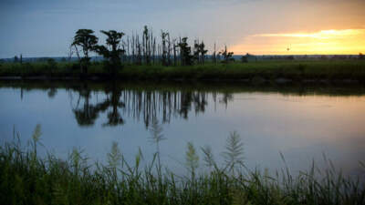 What ghost forests tell us about ecological belonging