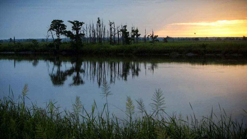 What ghost forests tell us about ecological belonging
