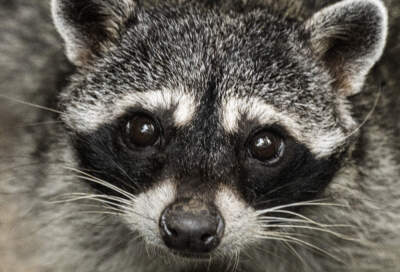Raccoons are showing early signs of domestication, new study finds