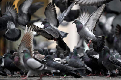 Birds never had a chance