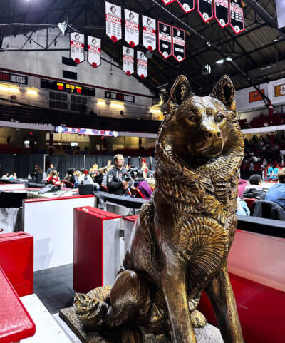 A Husky statue, mascot of Northeastern University, sits on a hockey bench during a basketball game at the school's Matthews Arena. (Jimmy Golen/AP)