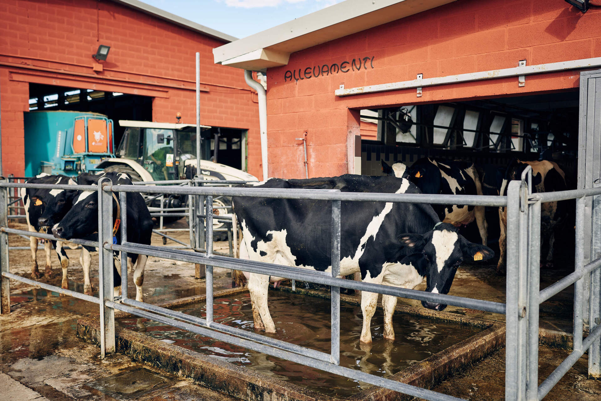 Cows whose milk is used primarily for cheese-making at the San Patrignano farm. (Wilson Santinelli for WBUR)