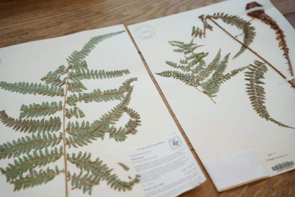 The new fern, Polystichum hildae, named after Hilda White. (Joey Palumbo/Vermont Public)
