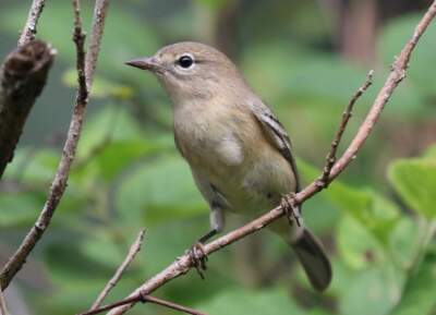 Spring bird migration in Concord now a week earlier than in Thoreau's time, study finds
