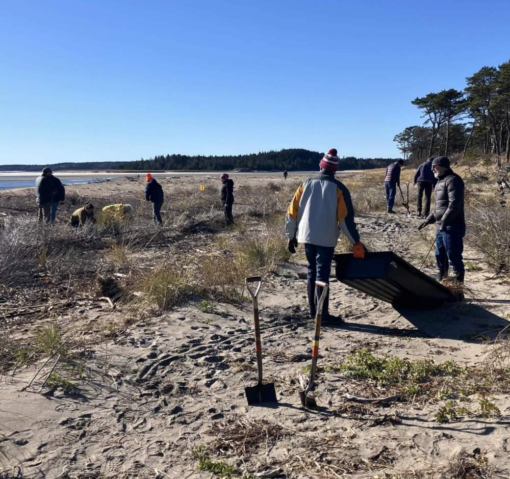 Volunteers transplant beach grass to shore up one of Popham Beach's remaining sand dune systems. (Peter McGuire/Maine Public)