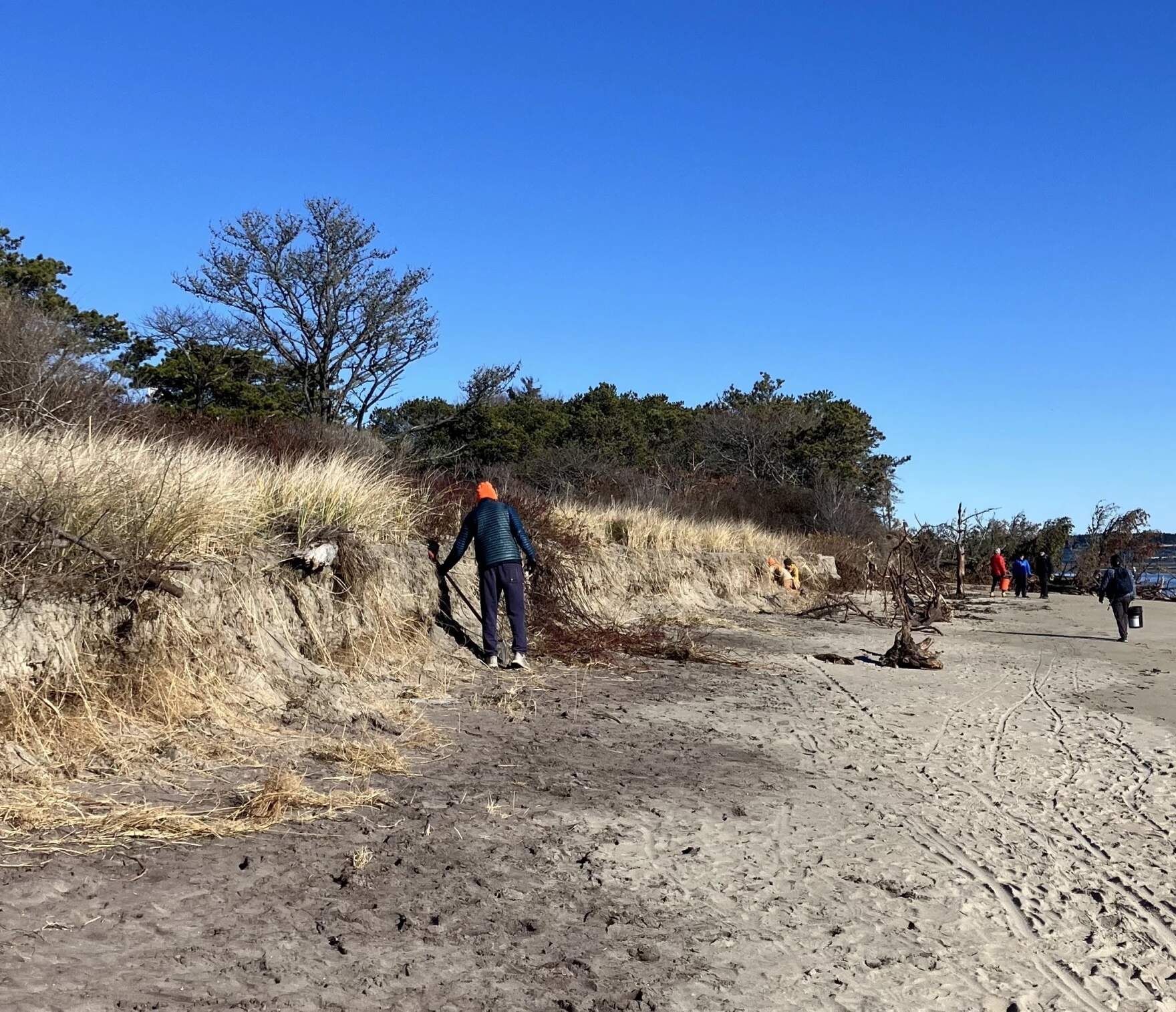 Volunteers transplant beach grass from an eroding dune at Popham Beach State Park. (Peter McGuire/Maine Public)