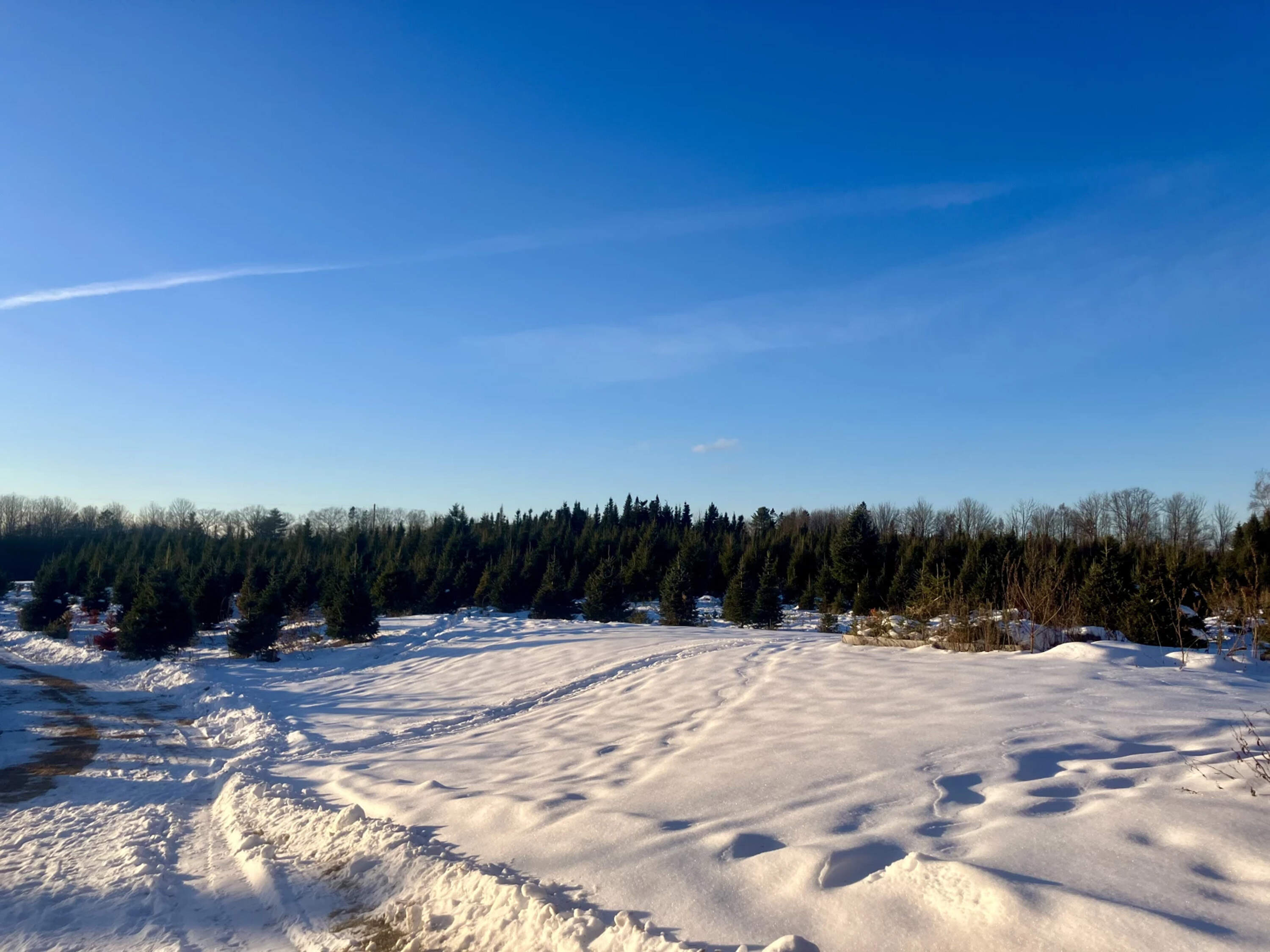 The Christmas tree farms full of balsam and fraser firs at Quinn’s Tree Farm in Cornville. (Nora Saks/Maine Public)