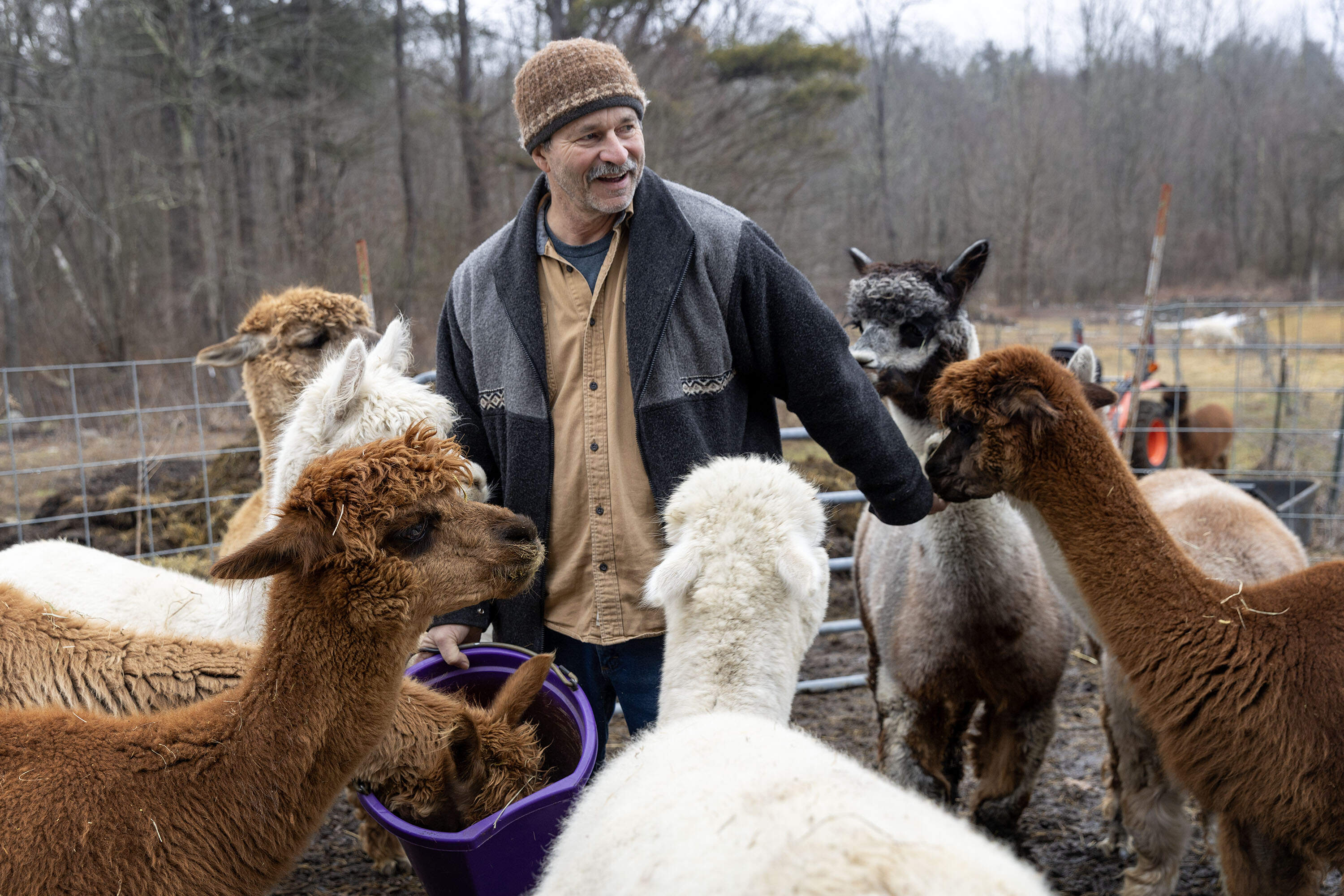 Keith Tetreault, the owner of Plain View Farm in Hubbardston, feeds his flock of alpacas. (Robin Lubbock/WBUR)