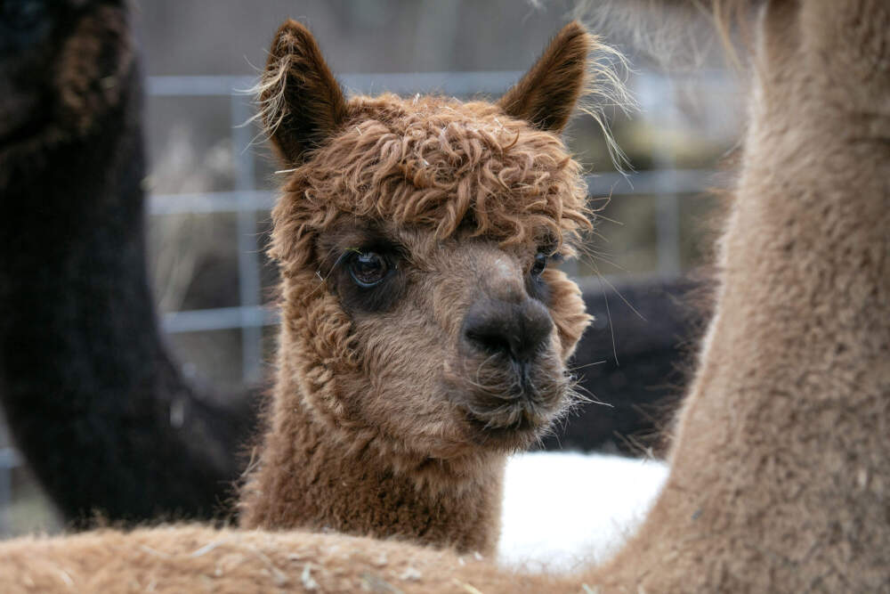 Emmaline the alpaca in the yard at Plain View Farm. (Robin Lubbock/WBUR)