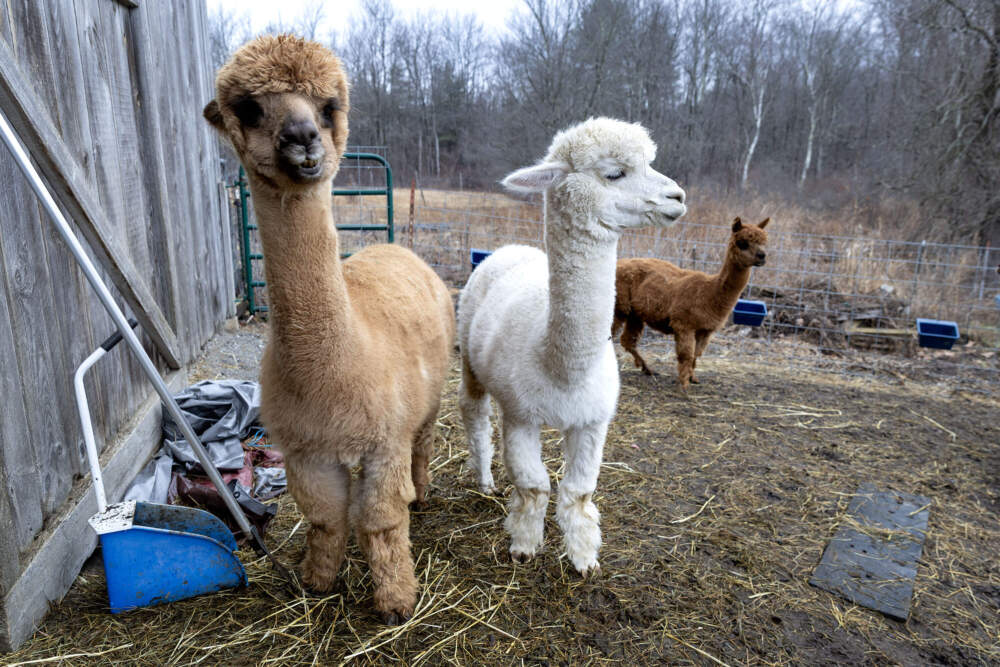 Left to right, alpacas Eleanor, Lilly and Emmaline in the yard at Plain View Farm. (Robin Lubbock/WBUR)