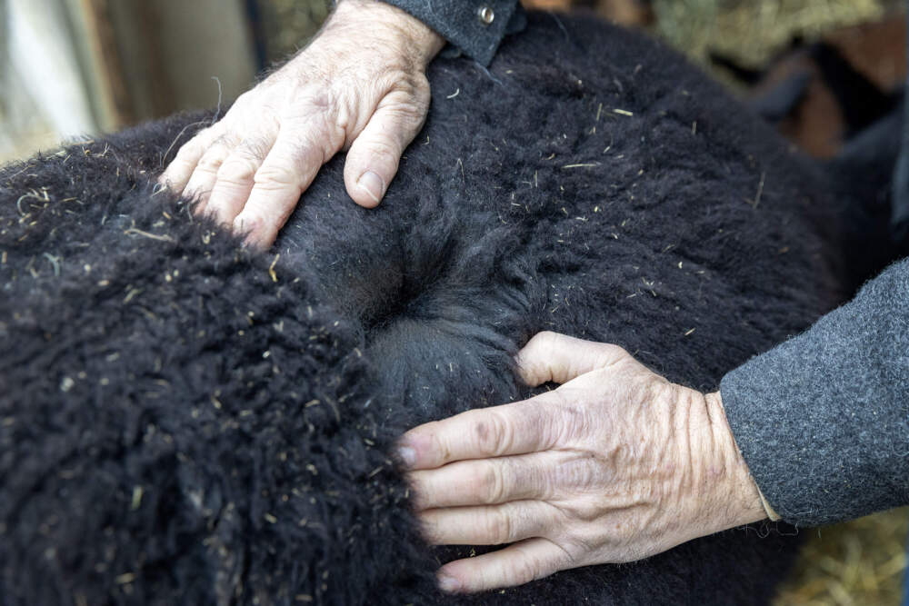 Tetreault parts the wool on alpaca Chloe's back to show how thick and deep it is. (Robin Lubbock/WBUR)