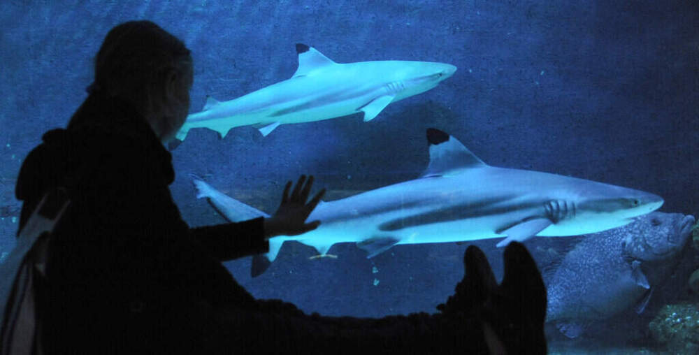 Blacktip reef sharks swim in an aquarium while a child touches the pane at the Leipzig zoo, central Germany, on Saturday, Sept. 18, 2010. (Jens Meyer/AP File)
