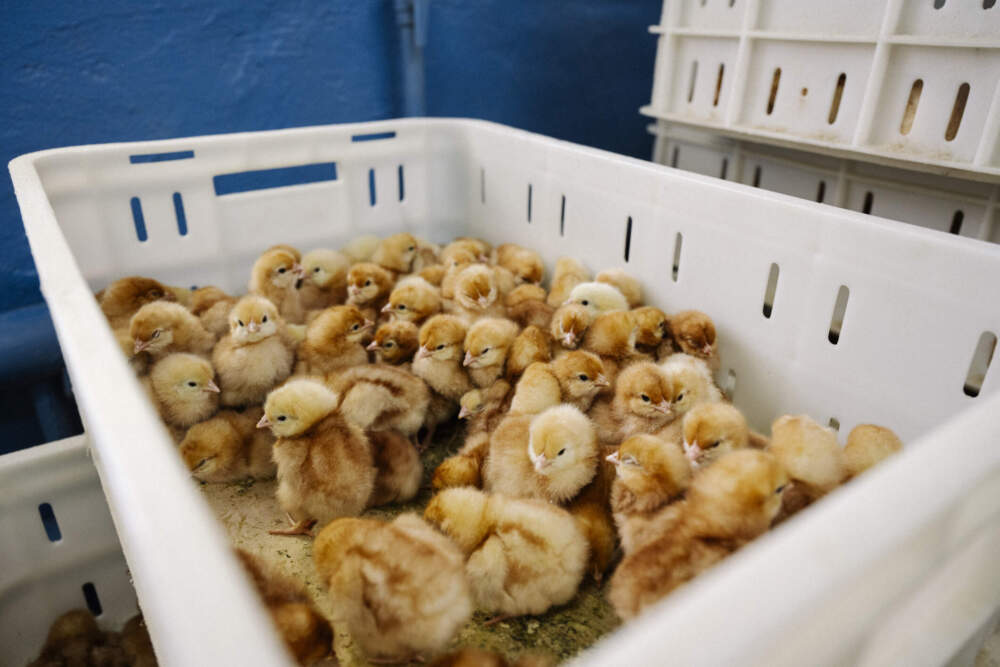 Baby chickens in a plastic container. (Getty Images)