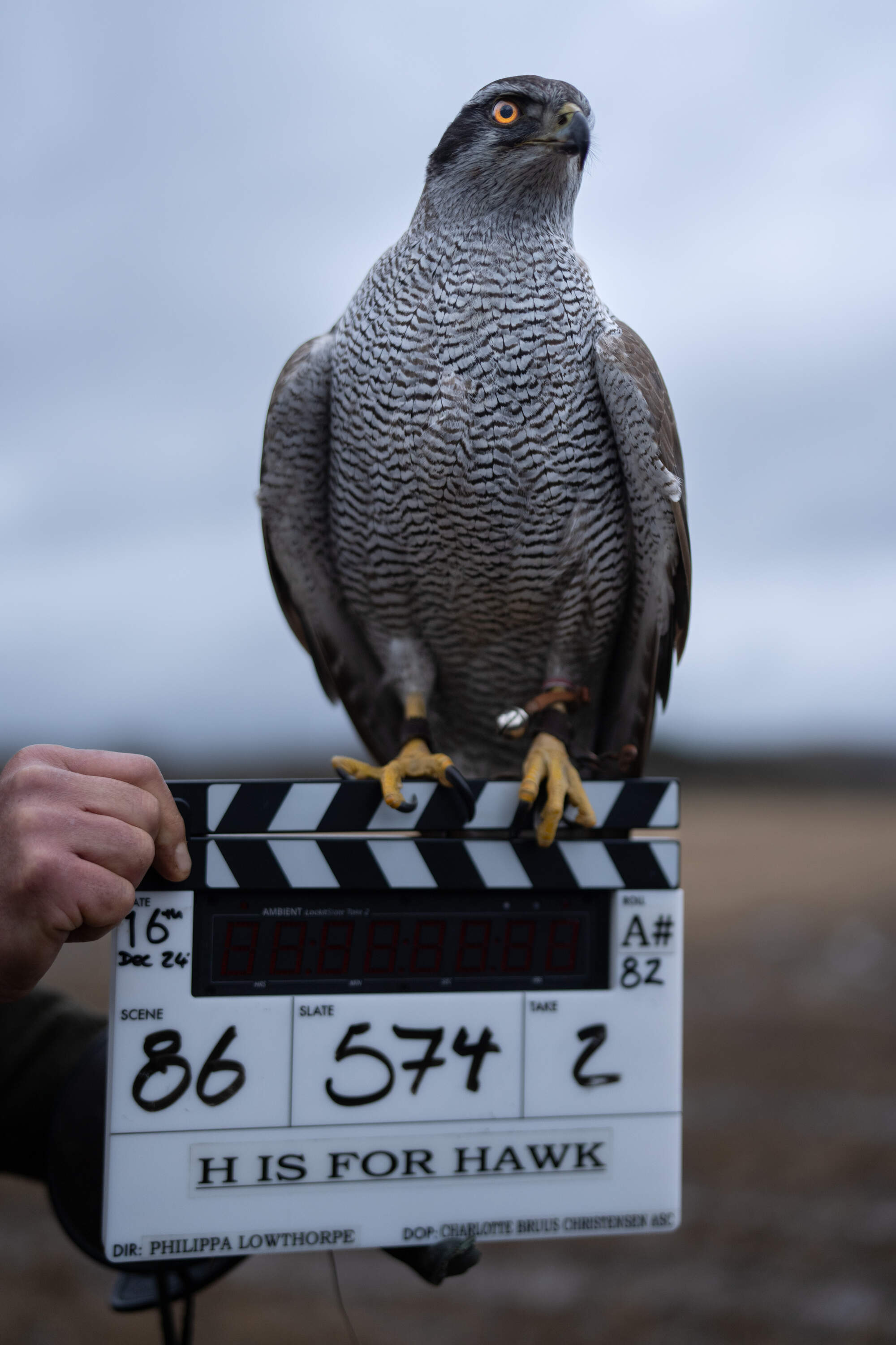One of the goshawks perches during filming. (Courtesy of Roadside Attractions)
