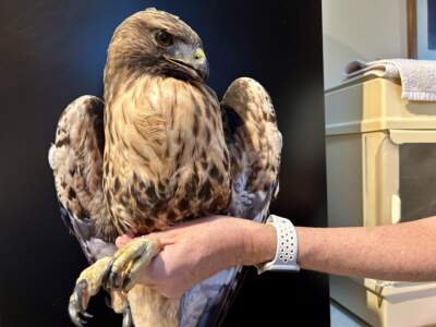 ‘Fiesty’ red-tailed hawk dies after suspected electrocution