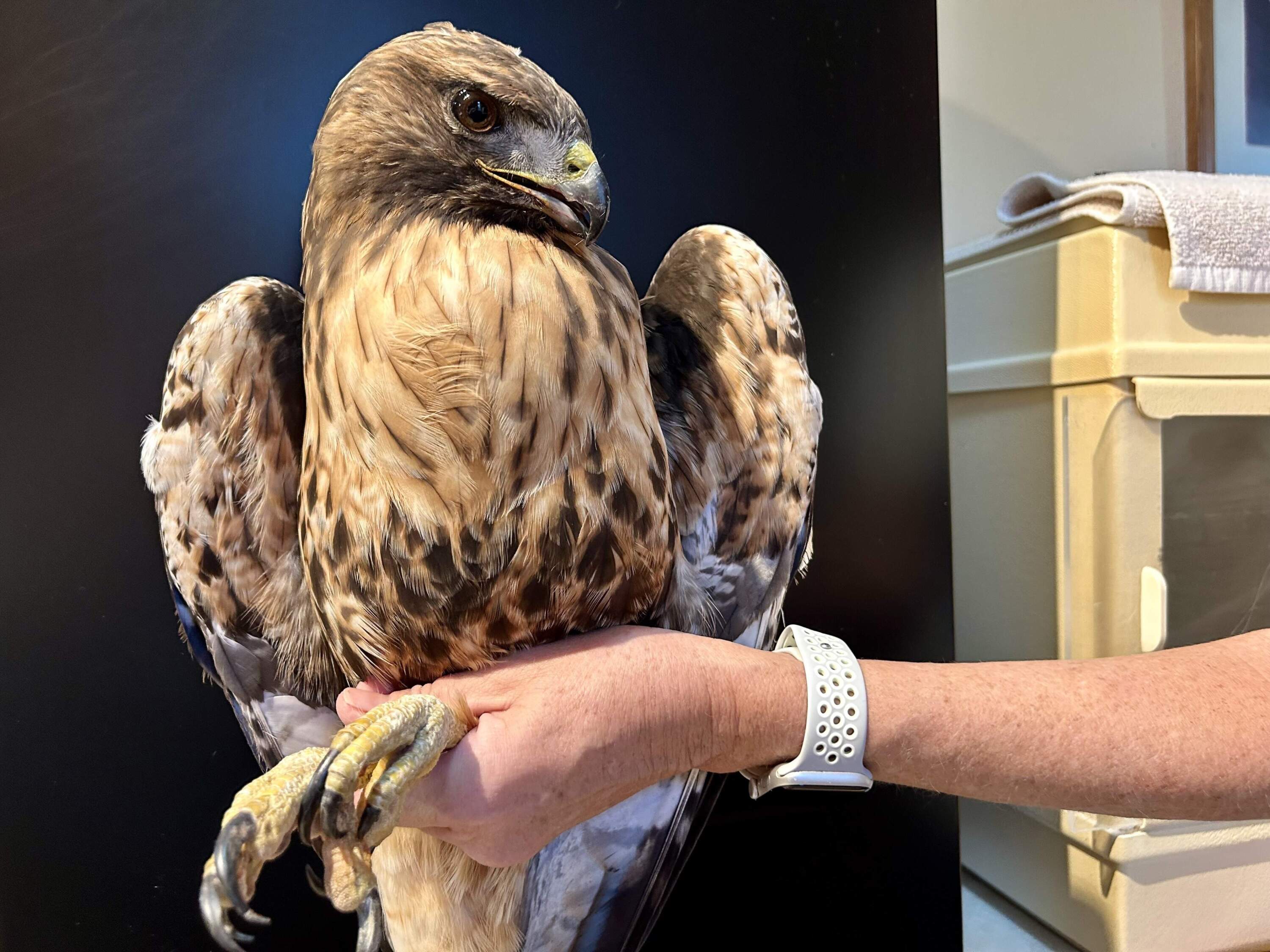 The Wild and Heart raptor rescue in Arizona is treating an injured red tail for suspected electrocution. (Peter O'Dowd/Here & Now)