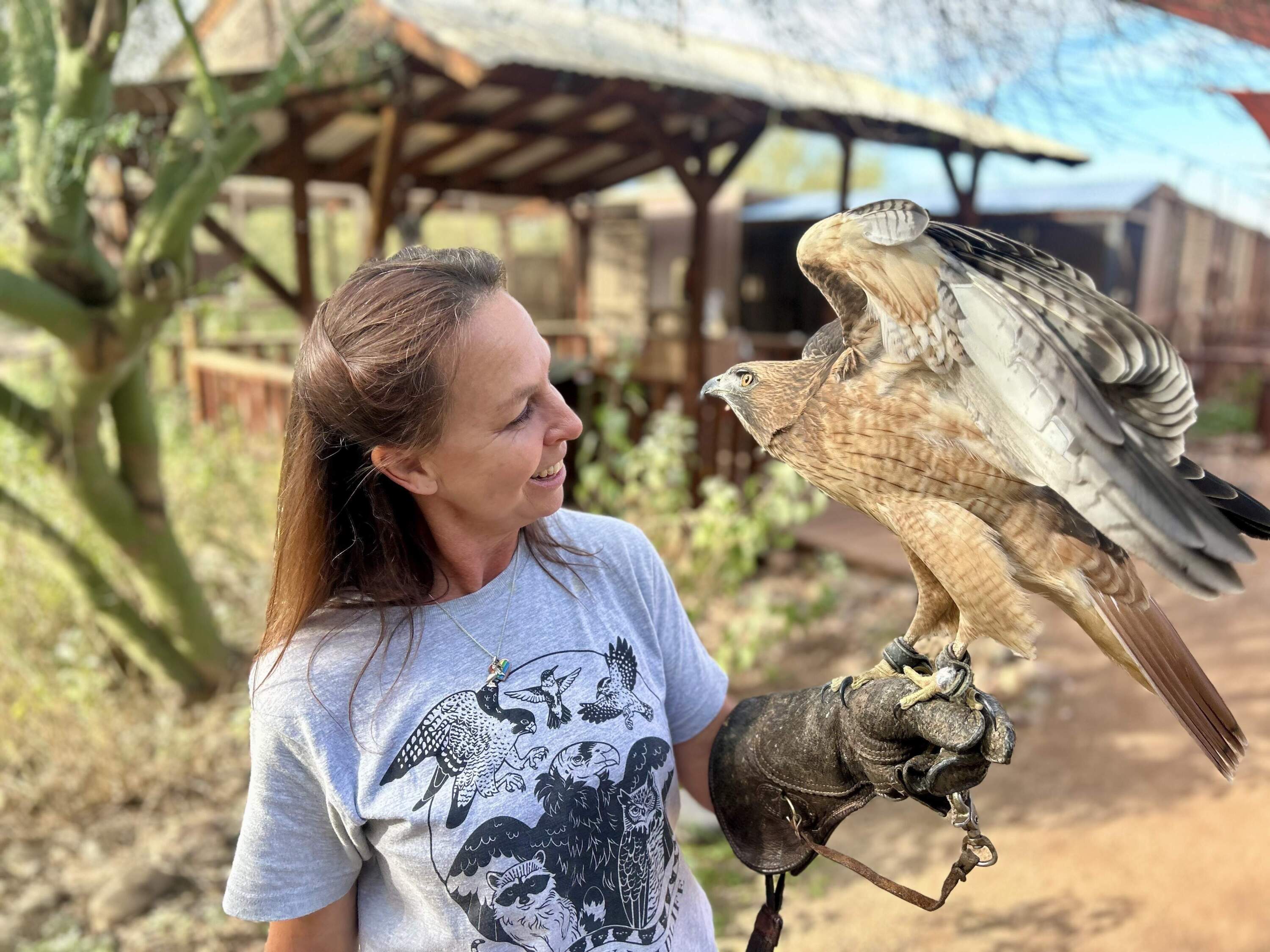 An injured hawk at Liberty Wildlife in Phoenix perches on Laura Hackett's arm. (Peter O'Dowd/Here & Now)