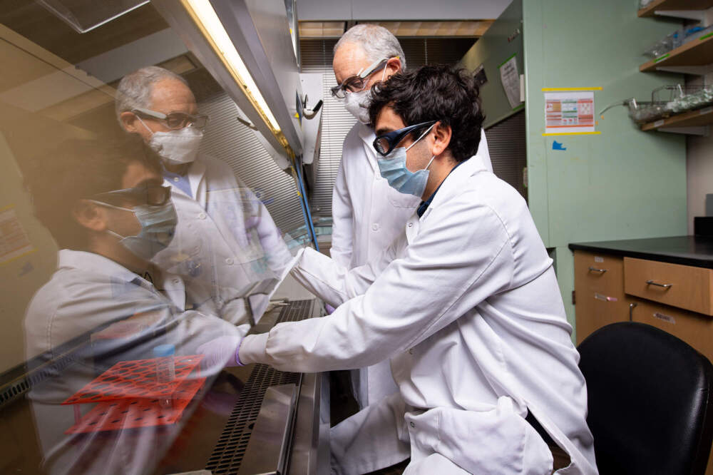 David Kaplan, director of the Tufts University Center for Cellular Agriculture, works with a graduate student in the lab. (Courtesy Alonso Nichols/Tufts University)