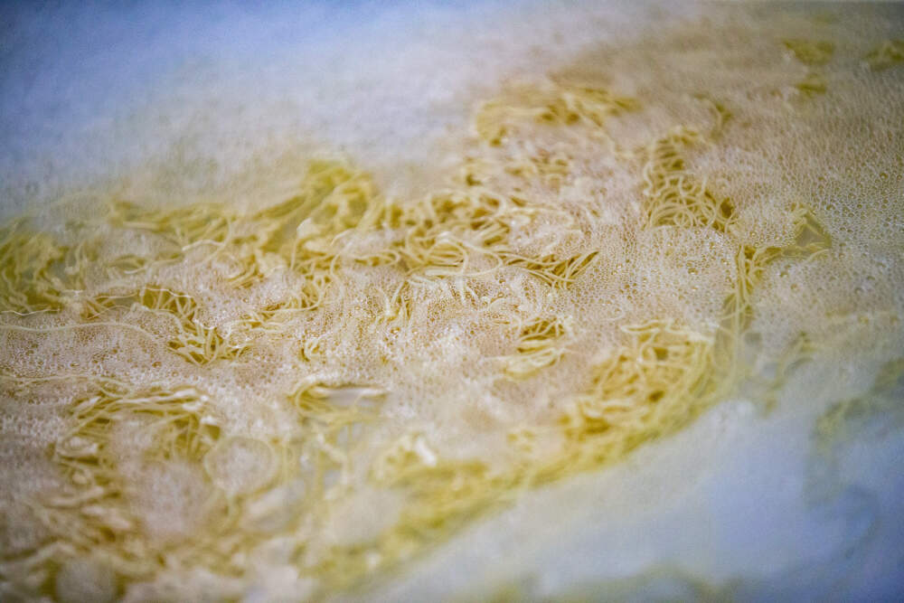 High protein strands being processed at the EdiMembre lab in Woburn. (Jesse Costa/WBUR)